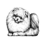 Raskrasil.com-Coloring-Pages-Spitz-20