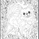 Raskrasil.com-Coloring-Pages-Spitz-21
