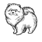 Raskrasil.com-Coloring-Pages-Spitz-24