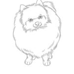 Raskrasil.com-Coloring-Pages-Spitz-5