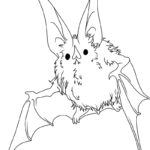 Raskrasil.com-New-Coloring-Pages-Bat-3