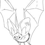 Raskrasil.com-New-Coloring-Pages-Bat-5