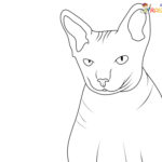 Raskrasil.com-New-Coloring-Pages-Cat-9
