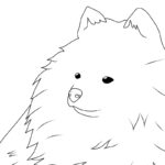 Raskrasil.com-New-Coloring-Pages-Spitz-1
