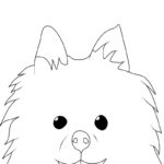 Raskrasil.com-New-Coloring-Pages-Spitz-4