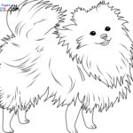 Raskrasil.com-New-Coloring-Pages-Spitz-7