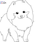 Raskrasil.com-New-Coloring-Pages-Spitz-9