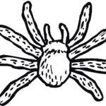 Raskrasil.com-Coloring-Pages-Spider-1