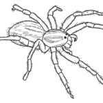 Raskrasil.com-Coloring-Pages-Spider-11