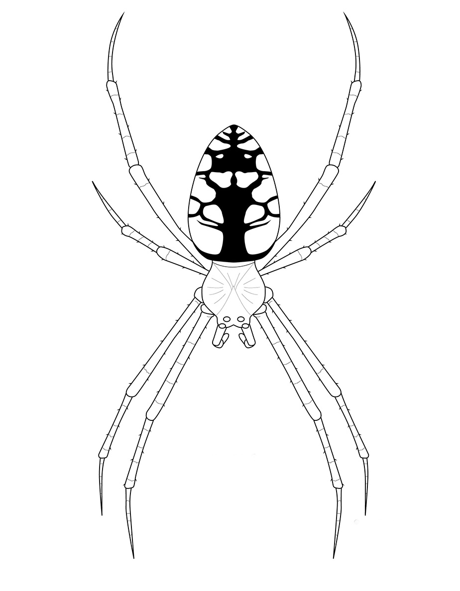 Raskrasil.com-Coloring-Pages-Spider-110