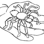 Raskrasil.com-Coloring-Pages-Spider-13