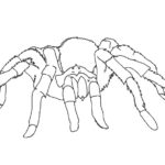Raskrasil.com-Coloring-Pages-Spider-15