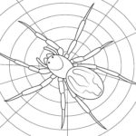Raskrasil.com-Coloring-Pages-Spider-19