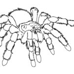 Raskrasil.com-Coloring-Pages-Spider-2