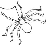Raskrasil.com-Coloring-Pages-Spider-20