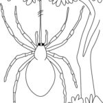 Raskrasil.com-Coloring-Pages-Spider-21