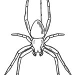 Raskrasil.com-Coloring-Pages-Spider-23