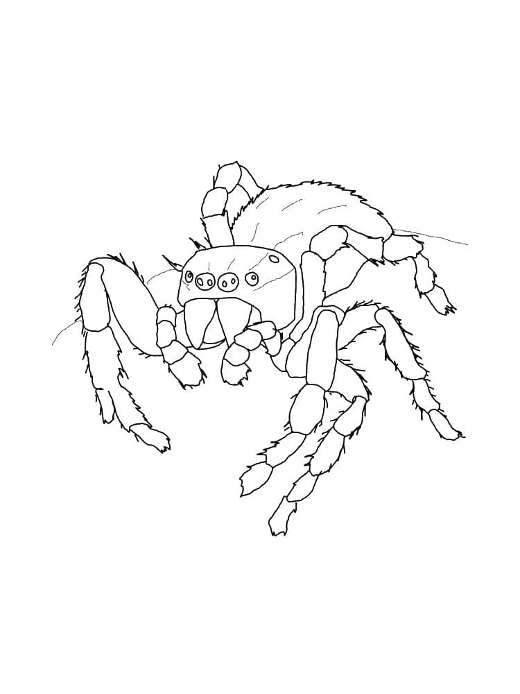 Raskrasil.com-Coloring-Pages-Spider-26