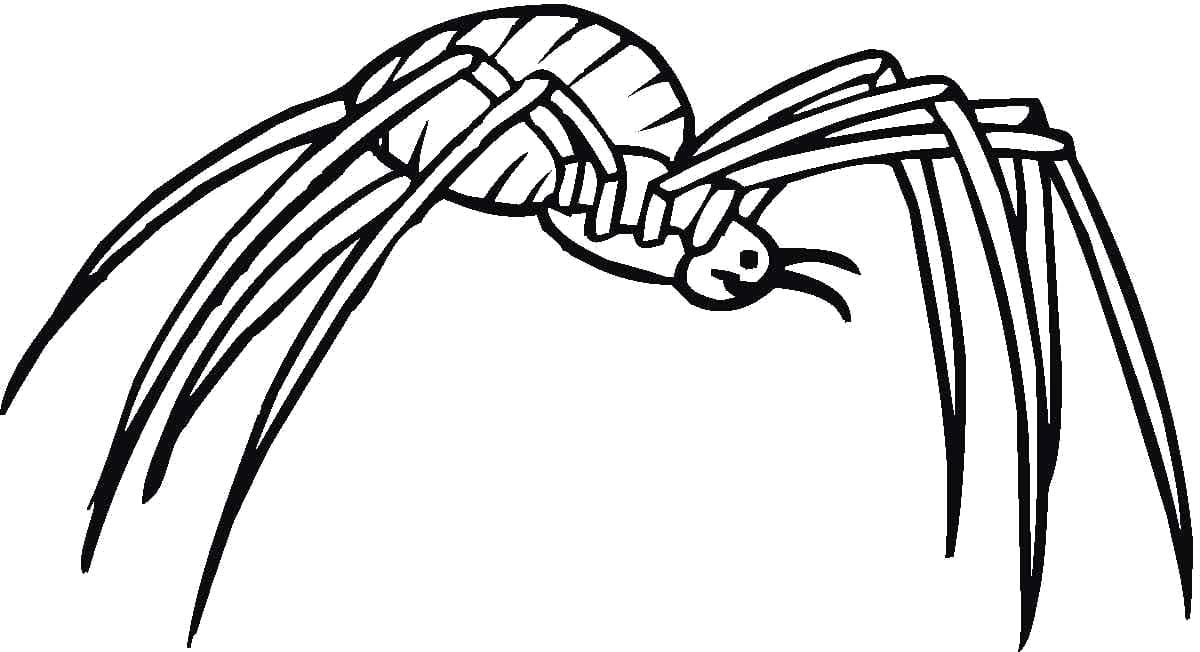 Raskrasil.com-Coloring-Pages-Spider-27