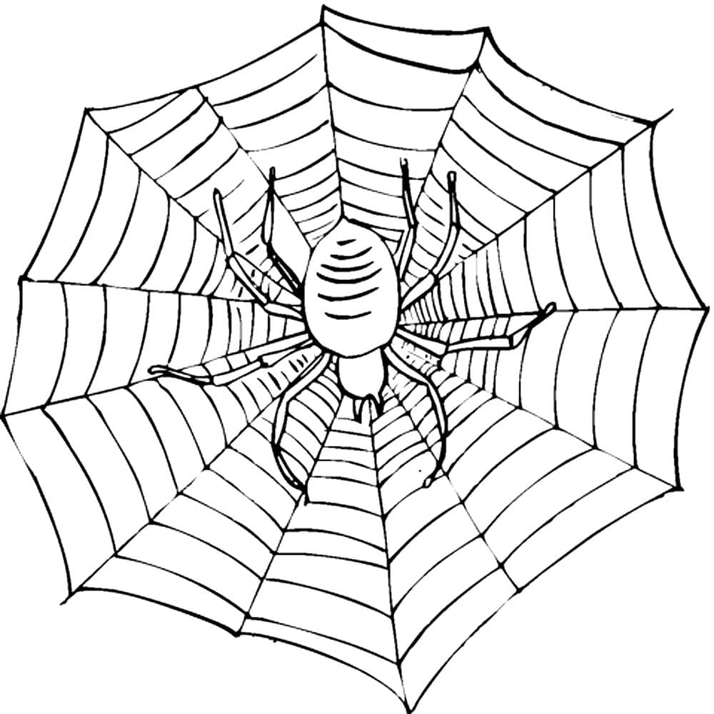 Raskrasil.com-Coloring-Pages-Spider-28