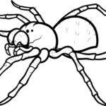 Raskrasil.com-Coloring-Pages-Spider-31