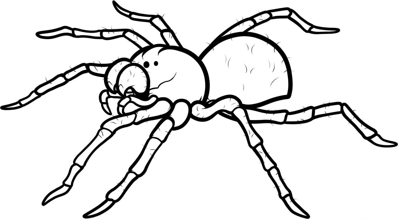 Raskrasil.com-Coloring-Pages-Spider-31