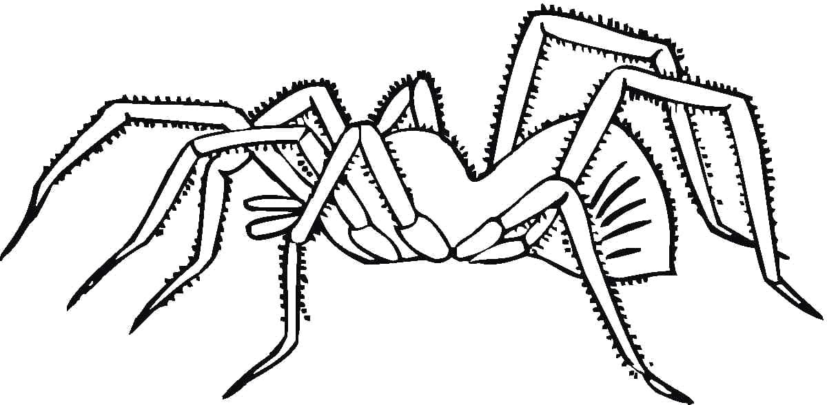 Raskrasil.com-Coloring-Pages-Spider-32