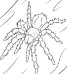 Raskrasil.com-Coloring-Pages-Spider-49