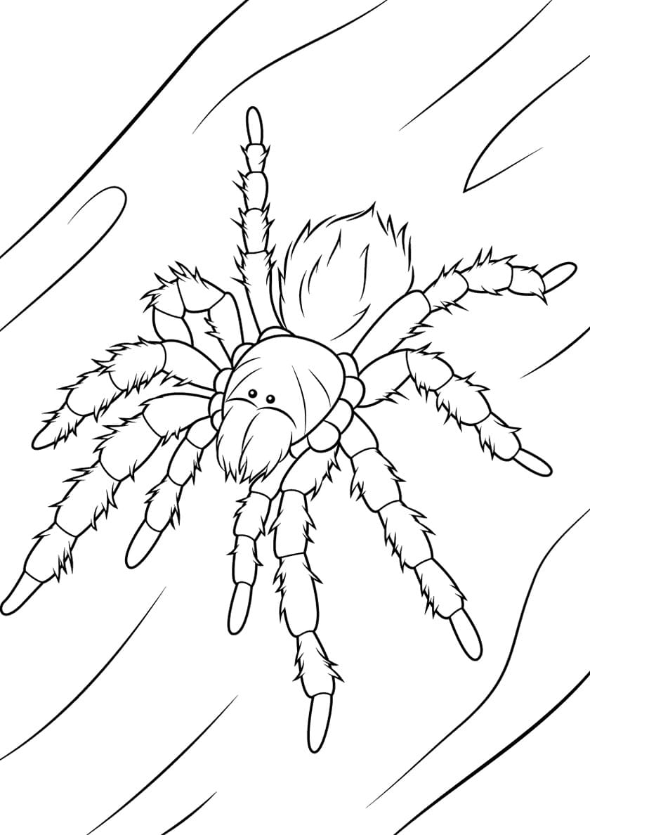 Raskrasil.com-Coloring-Pages-Spider-49