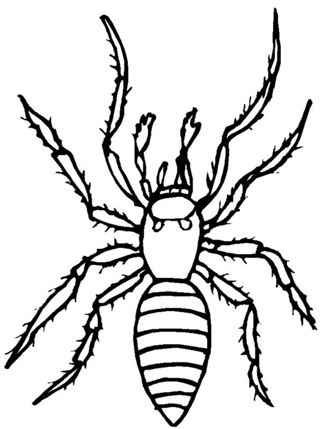 Raskrasil.com-Coloring-Pages-Spider-50