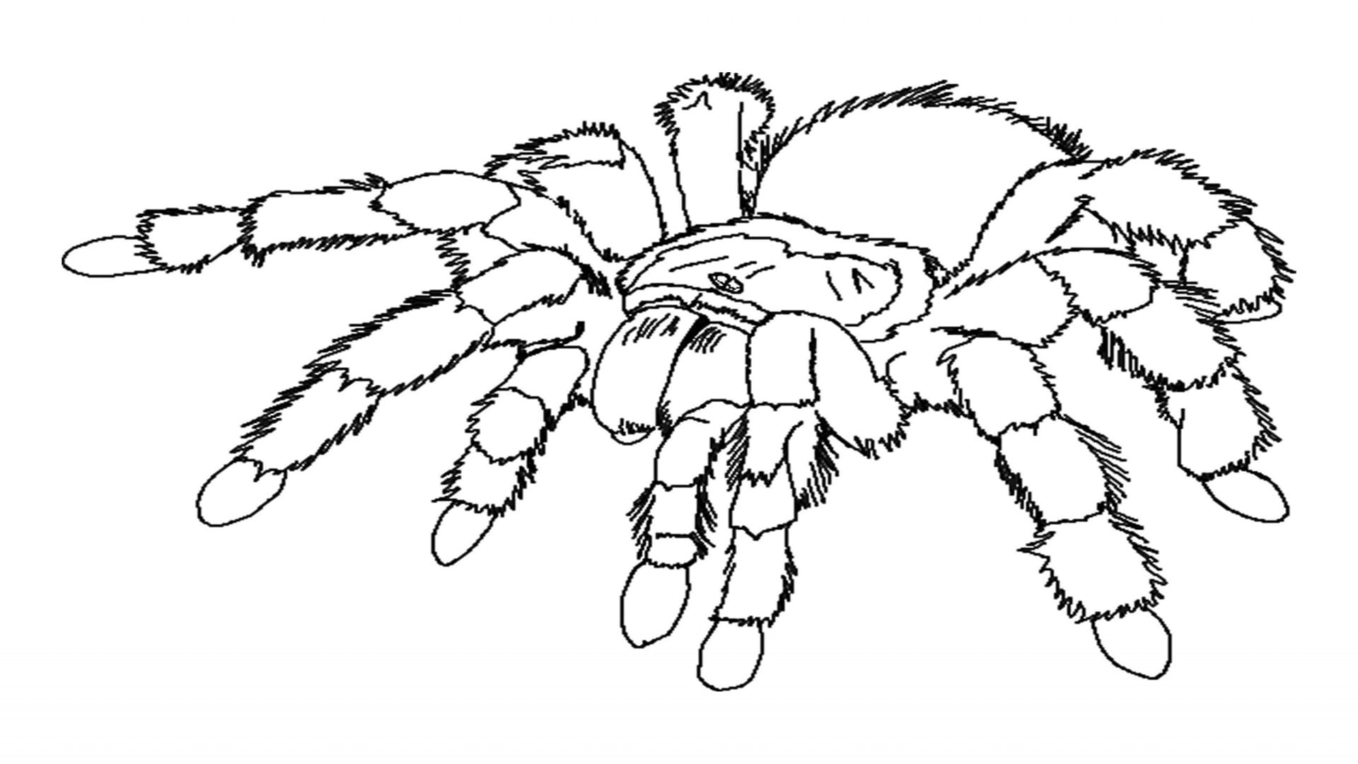 Raskrasil.com-Coloring-Pages-Spider-53