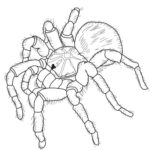 Raskrasil.com-Coloring-Pages-Spider-54