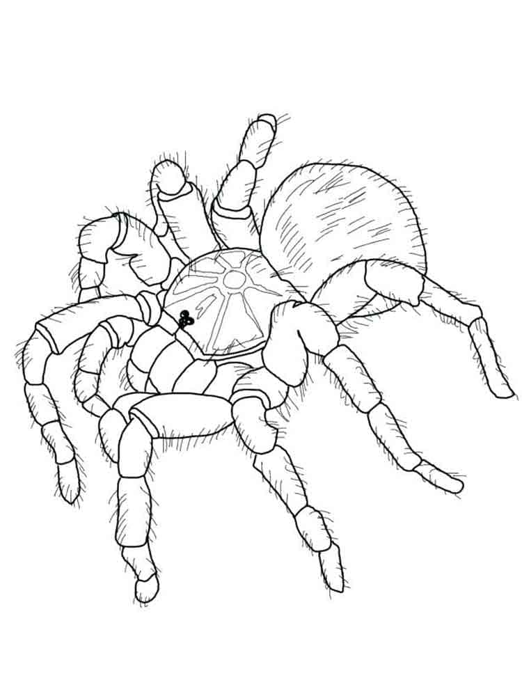 Raskrasil.com-Coloring-Pages-Spider-54