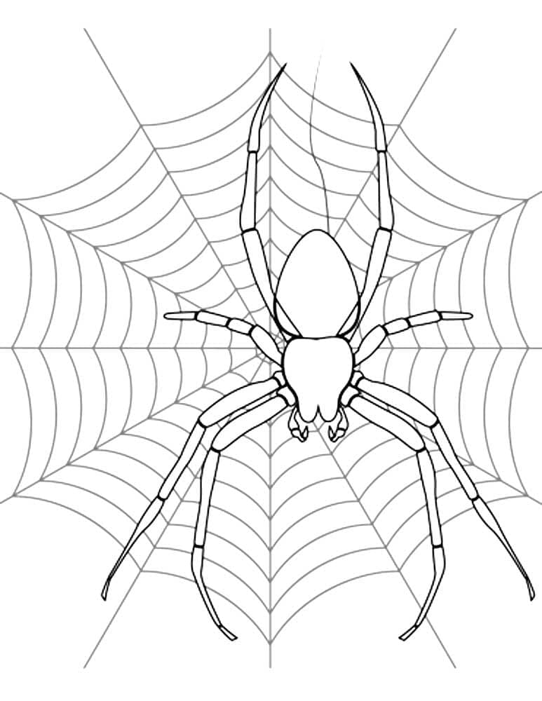 Raskrasil.com-Coloring-Pages-Spider-55