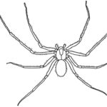 Raskrasil.com-Coloring-Pages-Spider-56