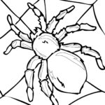 Raskrasil.com-Coloring-Pages-Spider-61