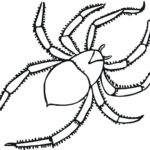 Raskrasil.com-Coloring-Pages-Spider-64