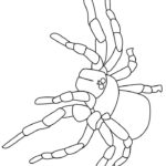 Raskrasil.com-Coloring-Pages-Spider-69