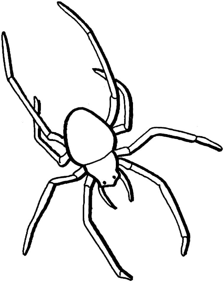 Raskrasil.com-Coloring-Pages-Spider-76