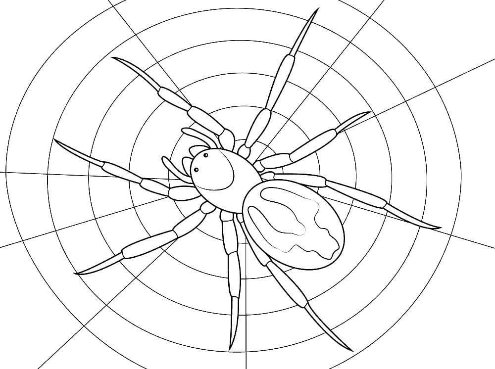 Raskrasil.com-Coloring-Pages-Spider-85