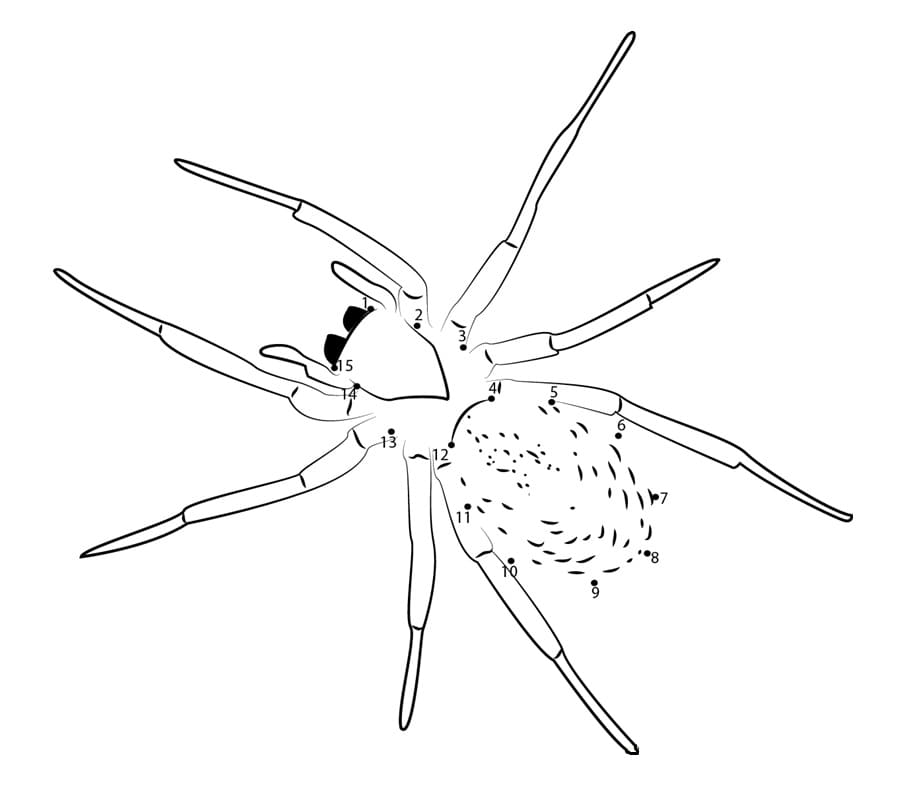 Raskrasil.com-Coloring-Pages-Spider-95