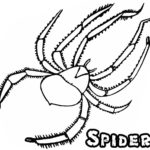 Raskrasil.com-Coloring-Pages-Spider-97