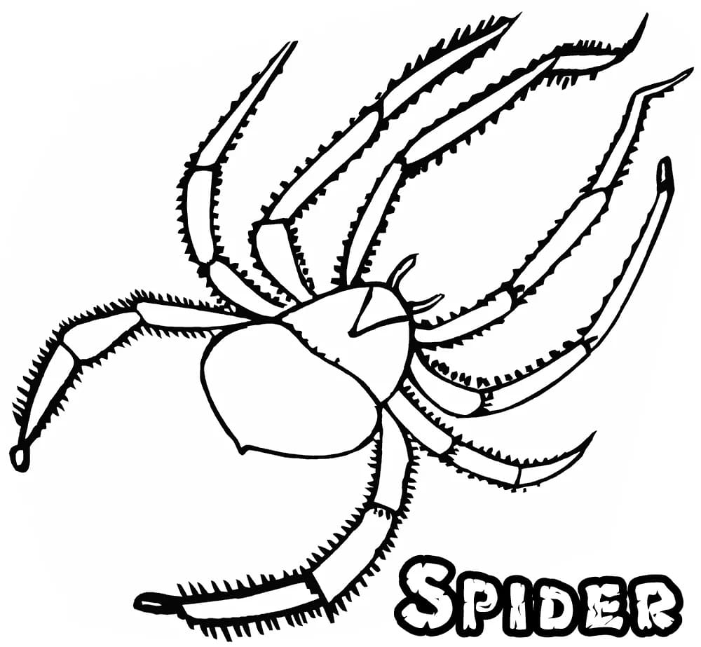 Raskrasil.com-Coloring-Pages-Spider-97