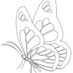 Raskrasil.com-Butterfly-coloring-pages-2