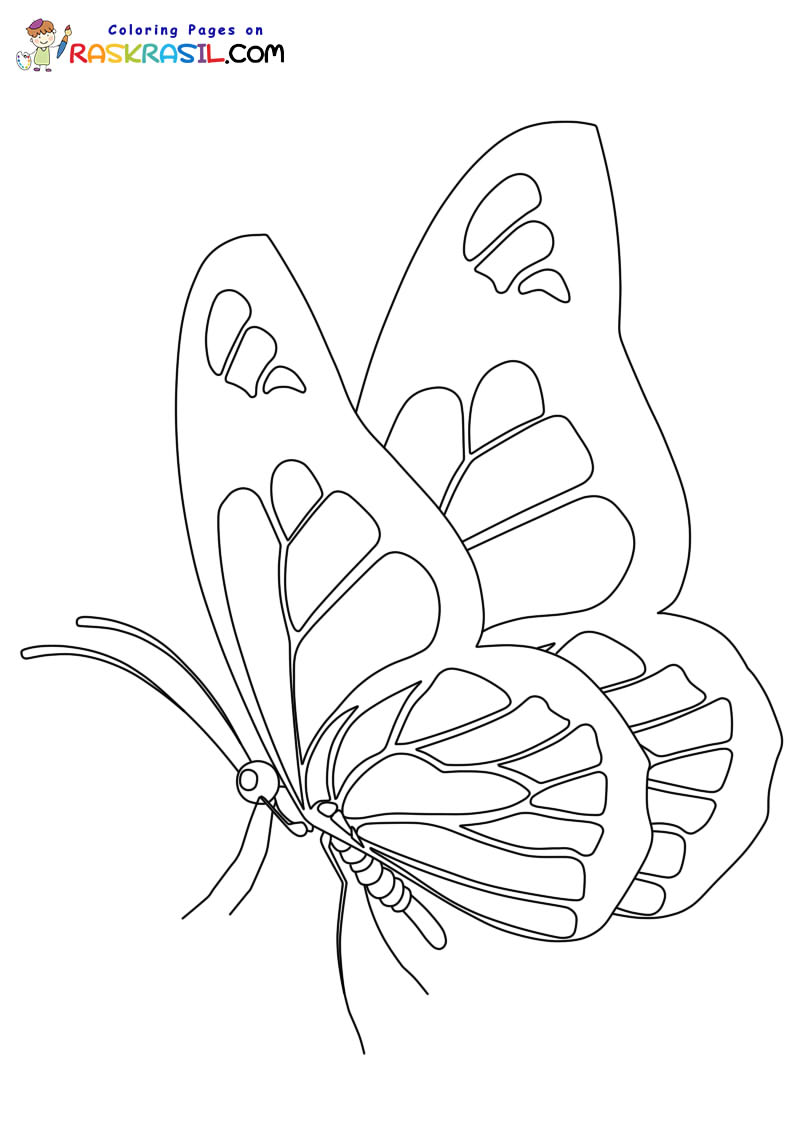 Raskrasil.com-Butterfly-coloring-pages-2