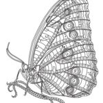 Raskrasil.com-Coloring-Pages-Zentangle-55