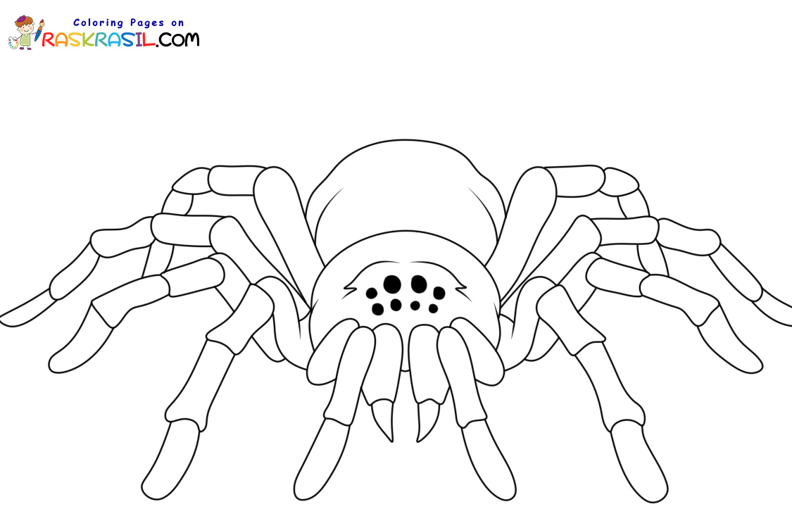Raskrasil.com-New-Coloring-Pages-Spider-10