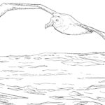 Raskrasil.com-Sea-Coloring-Pages-12