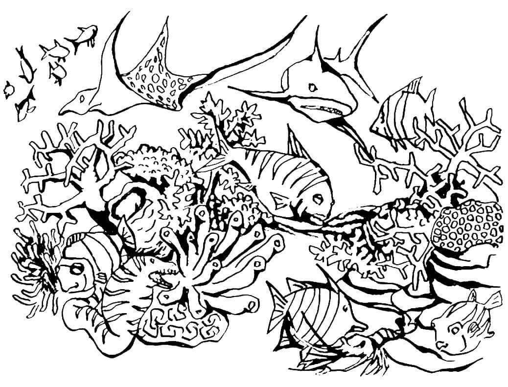 Raskrasil.com-Sea-Coloring-Pages-13