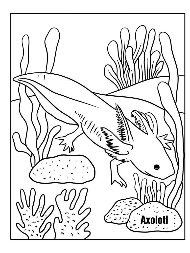 Axolotl Coloring Pages Ajolote Para Colorear
